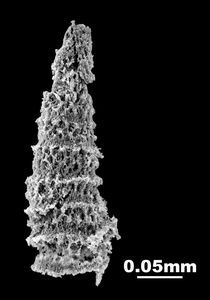 三畳紀の放散虫化石（電子顕微鏡写真）。