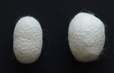  (左)１頭で作られた繭と(右)玉繭