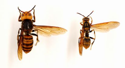 左がオオスズメバチ、右がキアシナガバチ 